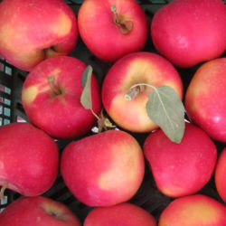 MANZANA ROYAL GALA ECOLÓGICA
